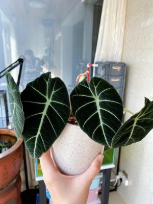 黑天鹅海芋冬天怎么养？如何避免黑天鹅事件