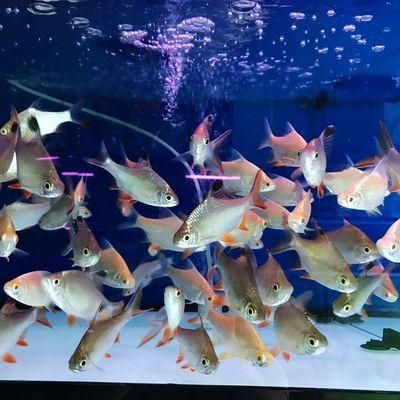 黄金鲫和泰国鲫哪个好？国际黄金交易品种如何选择