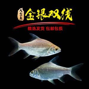 黄金鲫和泰国鲫哪个好？国际黄金交易品种如何选择