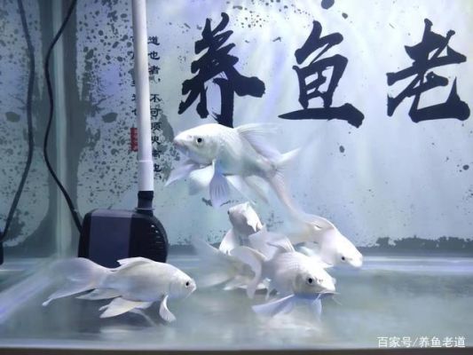 蝴蝶鲤白天趴缸晚上游动？蝴蝶指标如何使用