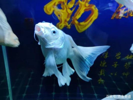 蝴蝶鲤白天趴缸晚上游动？蝴蝶指标如何使用