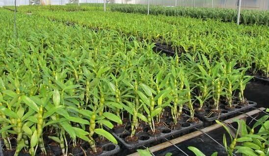 石斛收益周期？石斛投资收益如何
