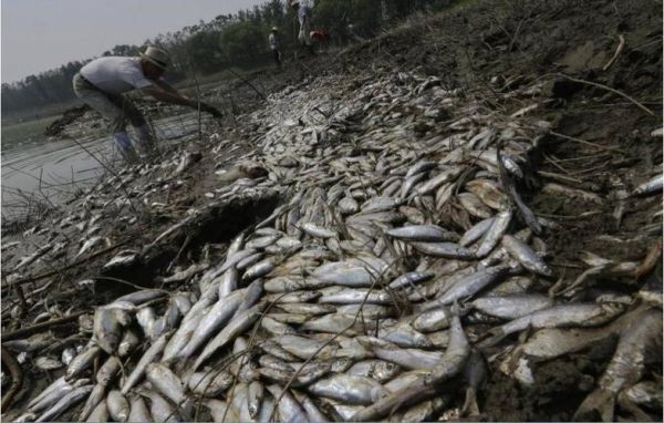 举报污染的最佳方法？如何举报卖死鱼