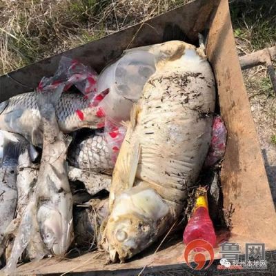 举报污染的最佳方法？如何举报卖死鱼