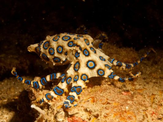 世界上的大数万以内的事物有哪些？octopus指标如何添加