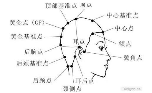 考考大家，黄金螺如何呼吸？如何找头部黄金点
