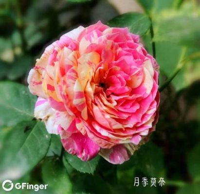 马奈月季与莫奈月季的区别？加拿大如何买欧洲月季