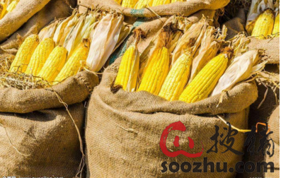请问玉米期货赚钱吗？期货 玉米