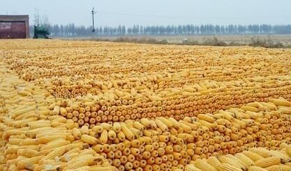 大连地区玉米播种期什么时候合适？大连玉米期货