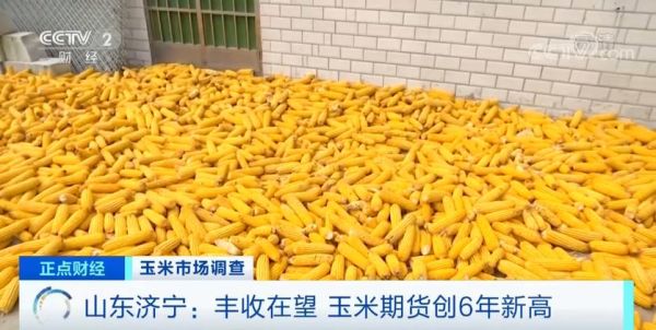 大连地区玉米播种期什么时候合适？大连玉米期货