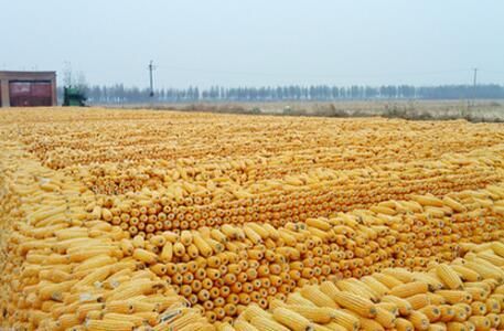 大连地区玉米播种期什么时候合适？大连玉米期货
