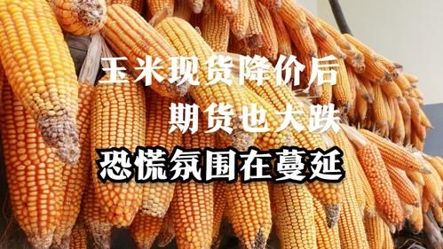 玉米期货涨现货也涨吗？港期期货