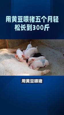 用黄豆喂猪还是豆粕喂猪好？肉鸡期货