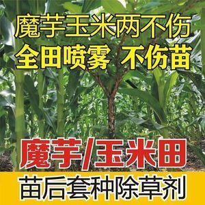 芋玉清真的不伤魔芋玉米苗吗？玉米期货套利