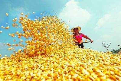 玉米期货涨一赚多少钱？玉米期货盈利