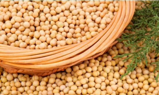 炒豆粕期货需要注意什么？豆粕期货高手