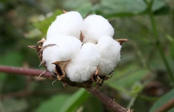 棉花期货在早上八点59分可以撤单吗？棉花期货新闻