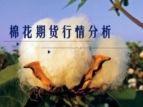 为什么说棉花是妖棉？2017棉花期货走势