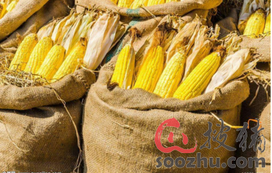 期货常年只买一手玉米可行吗？专做玉米期货