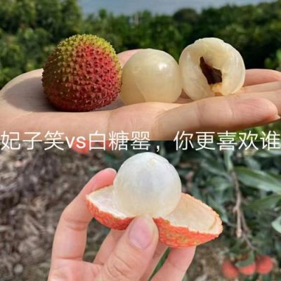 白糖罂荔枝跟妃子笑哪个好？白糖期货政治