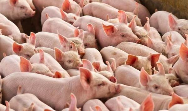 外盘瘦肉猪加权和国内生猪期货有关联吗？肉类期货交易
